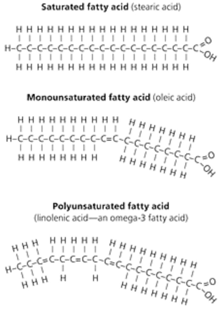 Why Saturated Fat Won’t Help You Gain Muscle or Lose Fat Golden